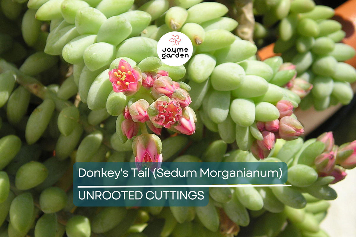 Donkey’s Tail Succulent Cuttings 5" | Sedum Morganianum Trailing Houseplant | Easy-Care Hanging Succulent