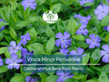 10 Vinca Minor Periwinkle Plants - Bareroot Evergreen Ground Cover - Hardy Trailing Perennial - Catharanthus minor