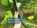 Chinese Snake Cucumber Seeds | Heirloom Long Curved Cucumbers for Planting | Crisp, Refreshing, Heat-Tolerant | 10 Seeds