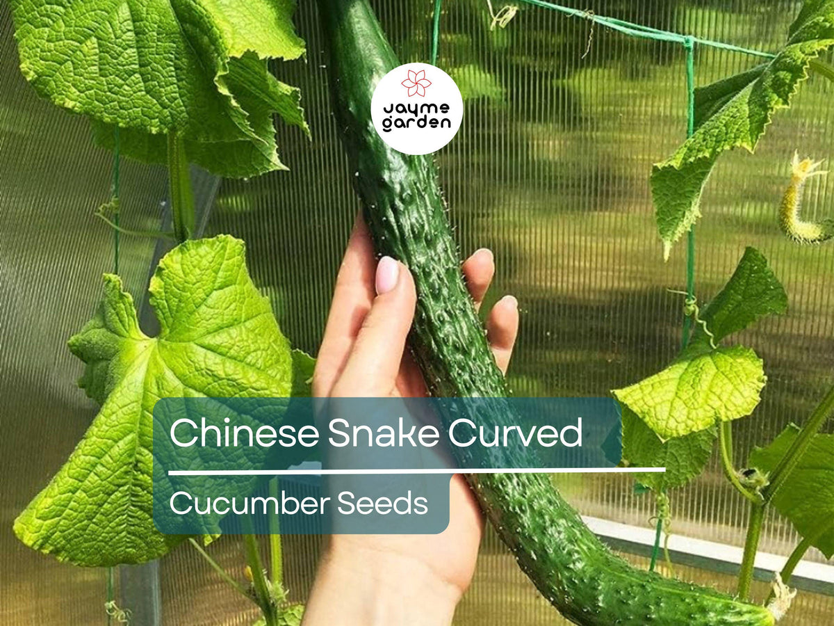 Chinese Snake Cucumber Seeds | Heirloom Long Curved Cucumbers for Planting | Crisp, Refreshing, Heat-Tolerant | 10 Seeds