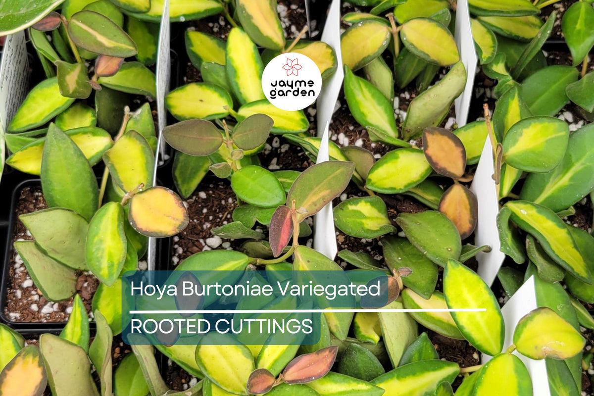 Uncommon Hoya Burtoniae Inner Variegated Plant in 4” Hanging Pot – Rare Variegated Hoya Houseplant, Indoor Vining, Easy Care
