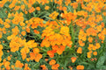Siberian Wallflower Seeds – Bright Orange Blooms – Cheiranthus allionii / Erysimum cheiri – 100 Seeds
