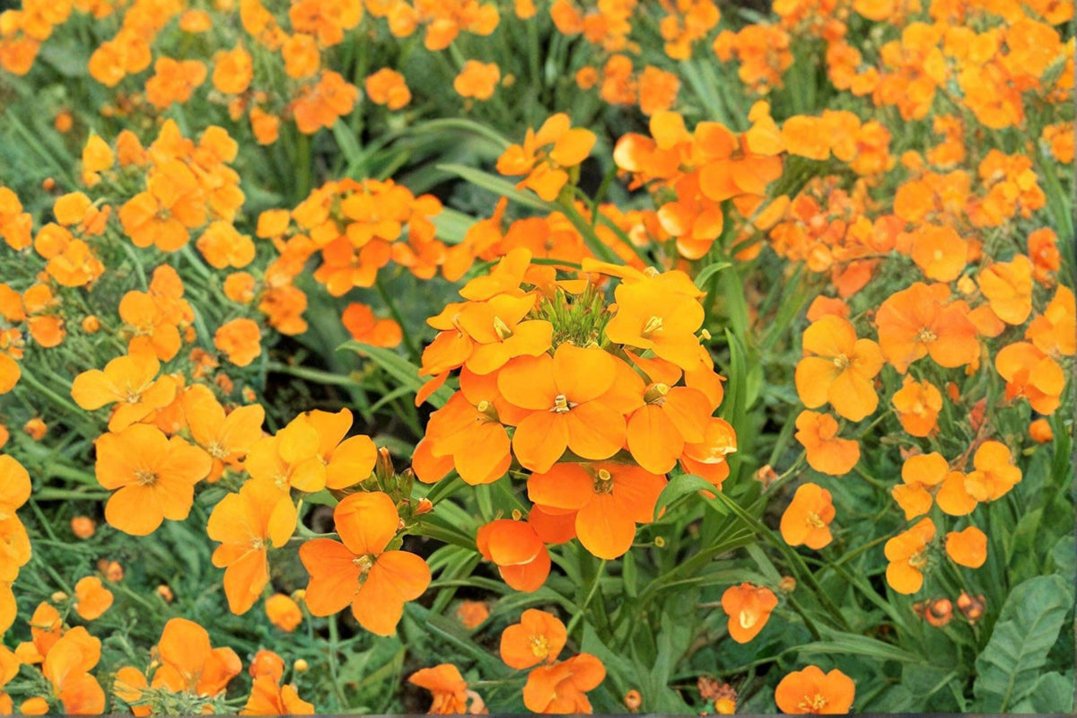 Siberian Wallflower Seeds – Bright Orange Blooms – Cheiranthus allionii / Erysimum cheiri – 100 Seeds