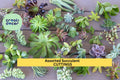 Assorted Succulent Cuttings Set | 15 Unrooted Varieties for Gardening & Crafts | Echeveria, Sedum, Crassula, Kalanchoe