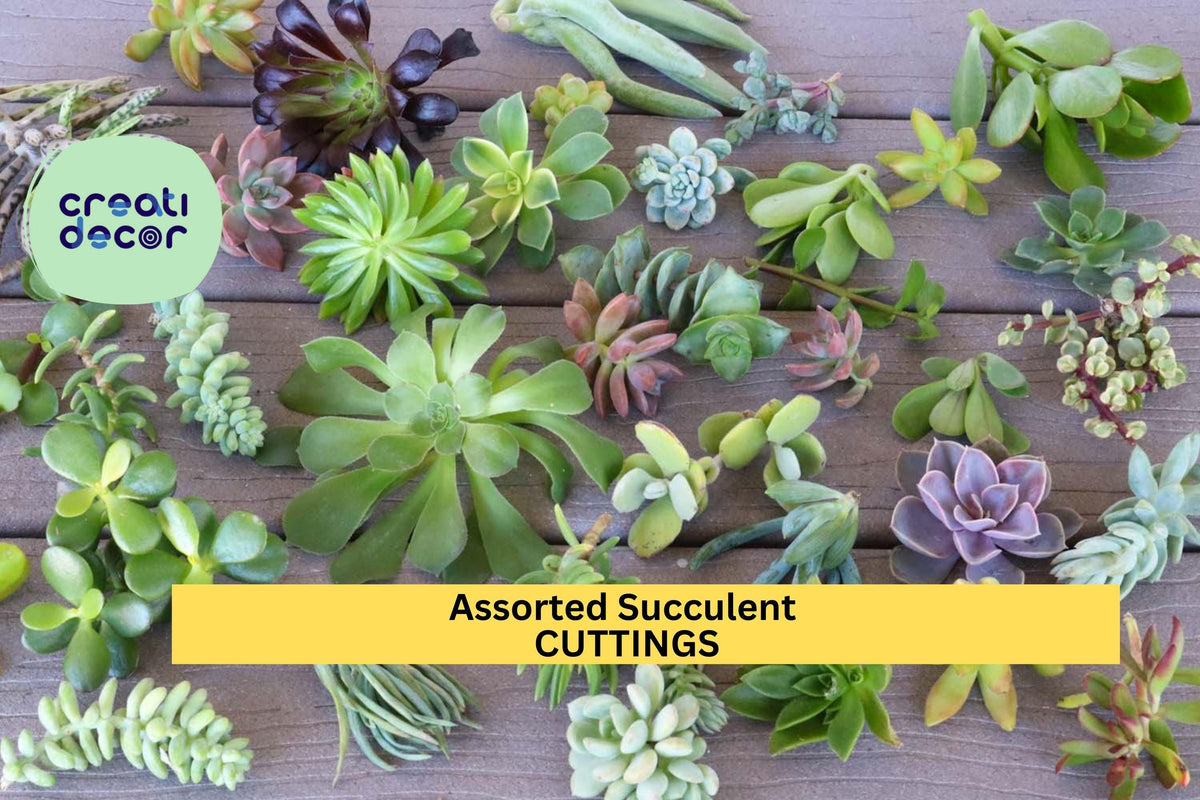 Assorted Succulent Cuttings Set | 15 Unrooted Varieties for Gardening & Crafts | Echeveria, Sedum, Crassula, Kalanchoe