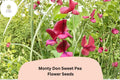 Monty Don Sweet Pea Seeds | Red Flowering Climbing Vine | Lathyrus odoratus | Garden Planting (50+ Seeds)