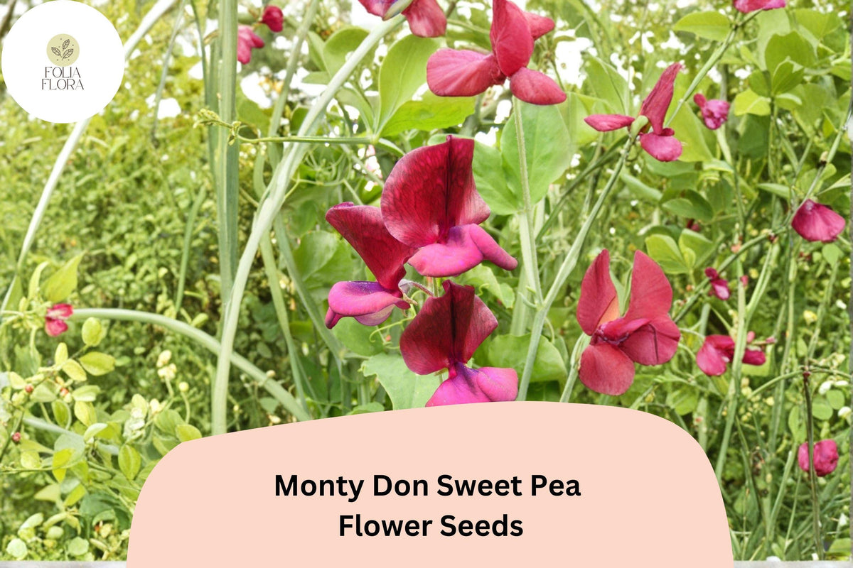 Monty Don Sweet Pea Seeds | Red Flowering Climbing Vine | Lathyrus odoratus | Garden Planting (50+ Seeds)