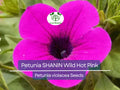 2000 Seeds Petunia x hybrida SHANIN Wild Hot Pink Garden Seeds for Containers & Baskets