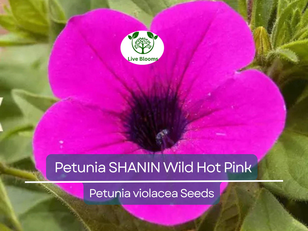 2000 Seeds Petunia x hybrida SHANIN Wild Hot Pink Garden Seeds for Containers & Baskets