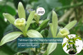 Tahitian Vanilla Orchid Plant Starter Vine – Vanilla tahitensis, Exotic Floral & Fruity Aroma, Tropical Climbing Orchid