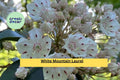 White Mountain Laurel Live Bare Root Plant – Kalmia latifolia Native Evergreen Shrub for Garden, Landscaping, Borders