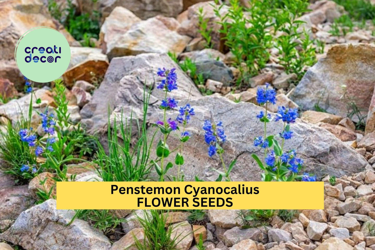 3pcs Penstemon cyanocaulis Seeds – Blue Wildflower for Xeriscape, Pollinator Garden, Drought-Tolerant Native Perennial