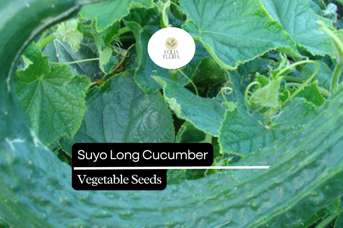 20 Seeds Suyo Long Cucumber Heirloom Variety, Sweet, Crisp, Burpless, Cucumis sativus, Long, Ridged, Green, Trellising