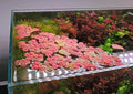 Red Root Floater Aquarium Plants, 10 Live Floating Plants, Phyllanthus fluitans, Freshwater Aquascape, Low Light Floaters