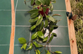 Hoya Sunrise Single Node Cutting – Unrooted Live Trailing Houseplant Propagation Material, Hoya ‘Sunrise’ Hybrid