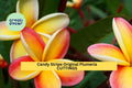 Candy Stripe Plumeria Cutting | 10" Unrooted Frangipani Starter | Pink & White Blooms | Plumeria rubra Tropical Tree
