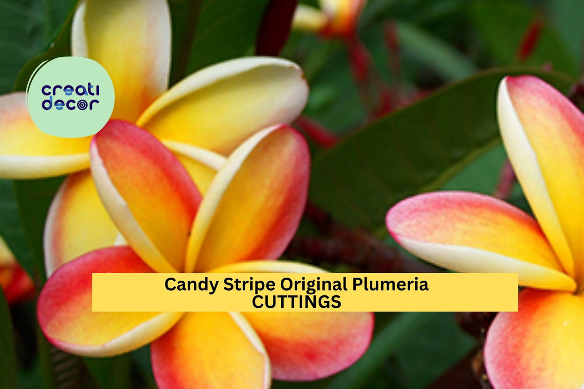 Candy Stripe Plumeria Cutting | 10" Unrooted Frangipani Starter | Pink & White Blooms | Plumeria rubra Tropical Tree