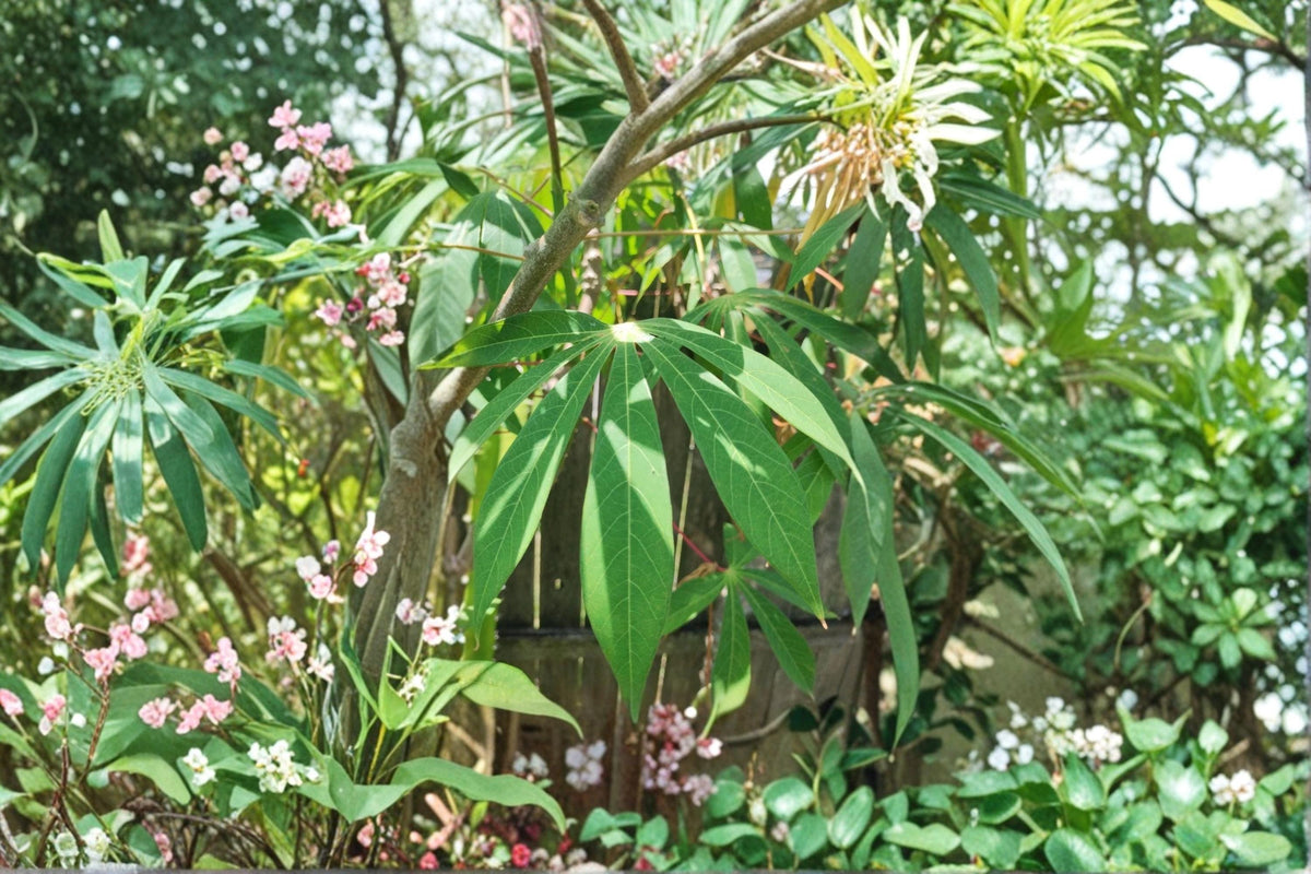 Red Cassava Cuttings 15 pcs 9-12" Manihot esculenta Yuca Root Plant for Propagation