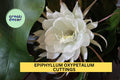 2 Queen of the Night Orchid Cactus Cuttings – Epiphyllum Oxypetalum 4–6" Segments, Night Blooming Fragrant Plant – USA
