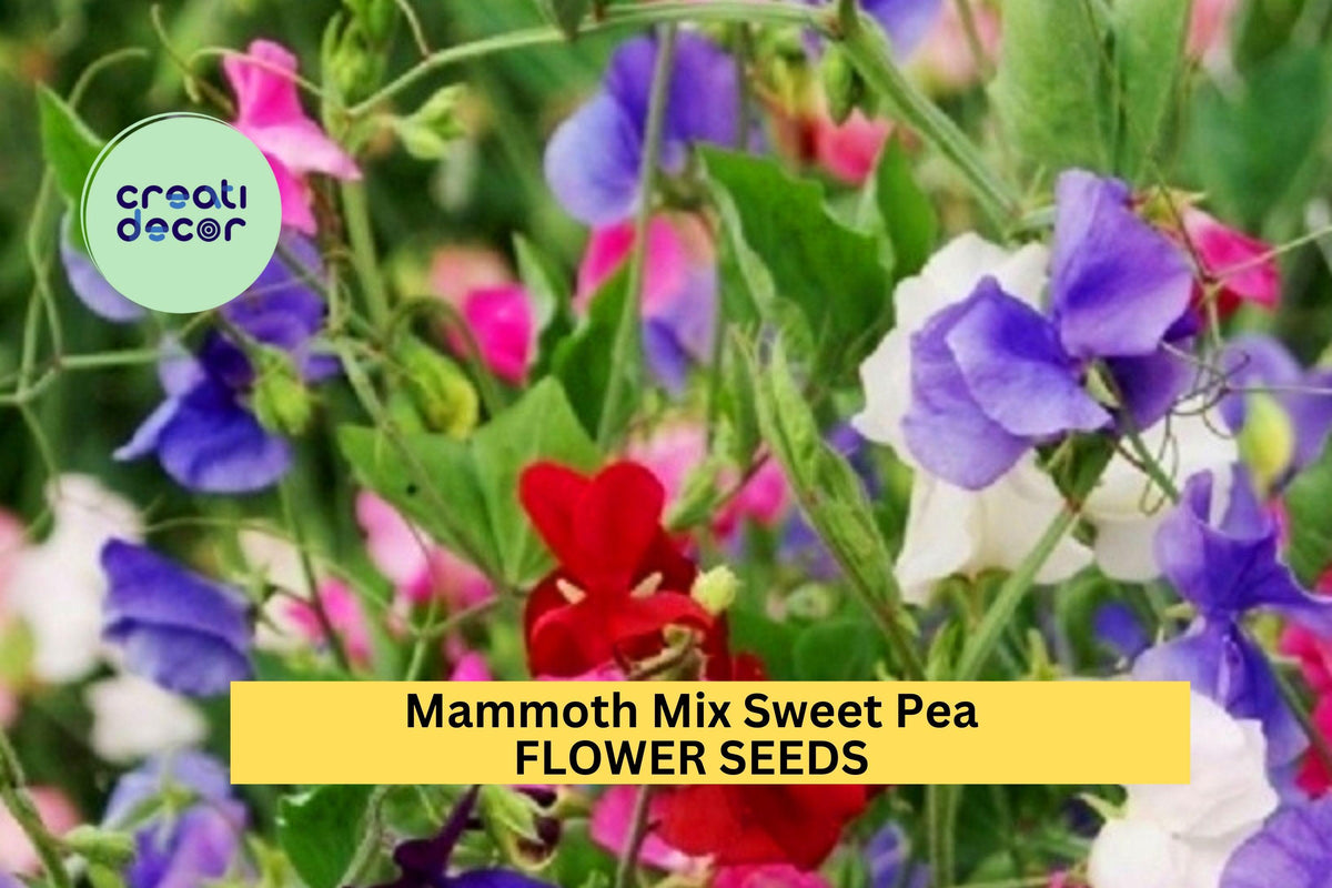 50+ Mammoth Mix Sweet Pea Seeds – Giant Fragrant Blooms for Garden Planting, Climbing Vines for Trellises & Bouquets – USA