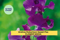 Andrea Robertson Sweet Pea Seeds – Climbing Flower Vine with Rose-Pink Ruffled Blooms – Lathyrus odoratus, 50+ Seeds for Bouquets & Gardens