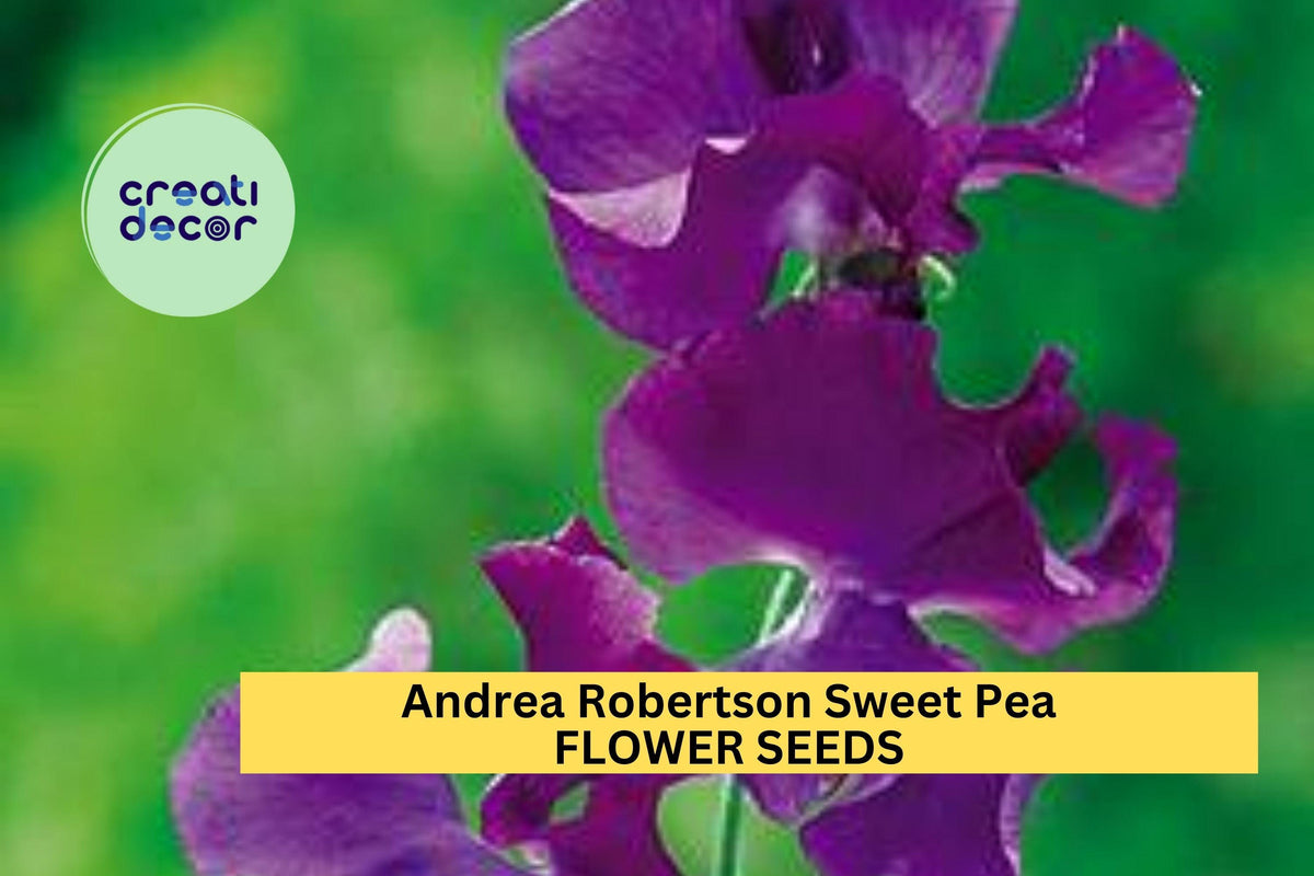 Andrea Robertson Sweet Pea Seeds – Climbing Flower Vine with Rose-Pink Ruffled Blooms – Lathyrus odoratus, 50+ Seeds for Bouquets & Gardens