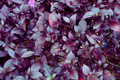 Red Rubin Basil Seeds - Reddish Purple Leaves - Non-GMO Ocimum basilicum var. purpurascens Seeds