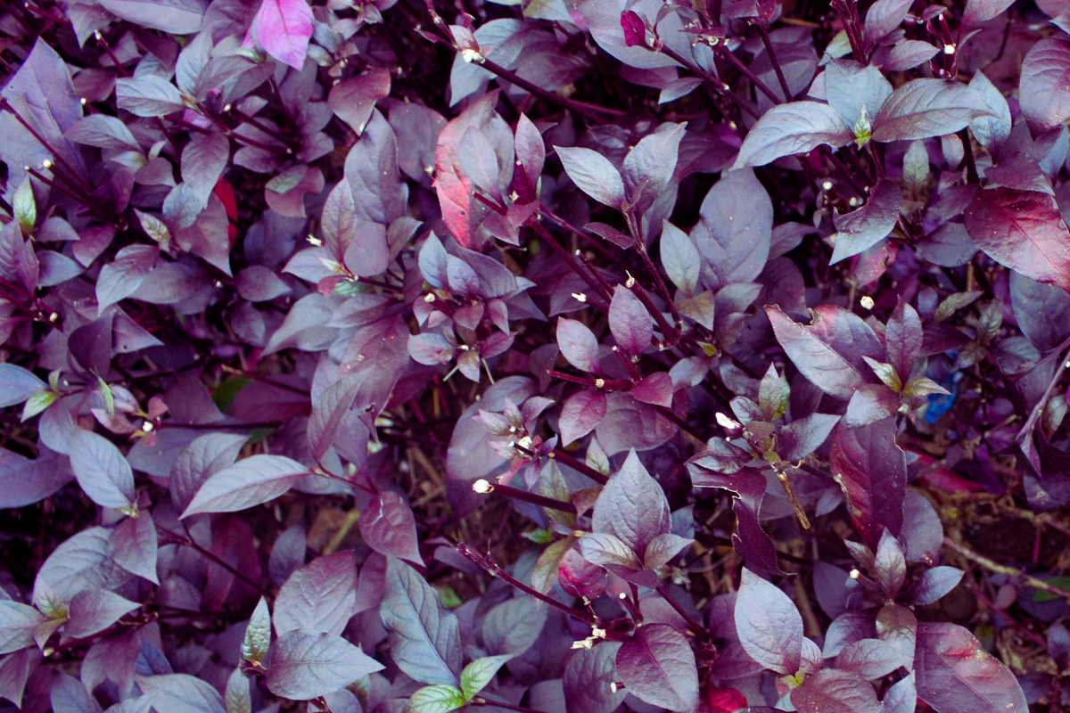 Red Rubin Basil Seeds - Reddish Purple Leaves - Non-GMO Ocimum basilicum var. purpurascens Seeds