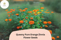 Queeny Pure Orange Zinnia Seeds, Double Blooms, Bright Orange, Zinnia elegans, Annual Flower for Borders & Cut Flowers