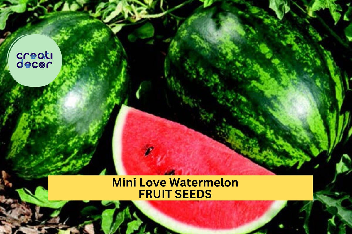 Mini Love Watermelon Seeds – 50+ Seeds, Compact Citrullus lanatus, Sweet Red Flesh, Small Personal Watermelons for Gardens & Containers
