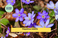 Hepatica nobilis Live Plant | Bare Root Woodland Perennial with Blue-Purple Flowers | Shade Garden Flower