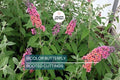 2-Pack Bicolor Butterfly Bush Live Plants | Drought-Hardy, Fragrant, Butterfly Magnet | Buddleia Cultivar for Pollinator Gardens