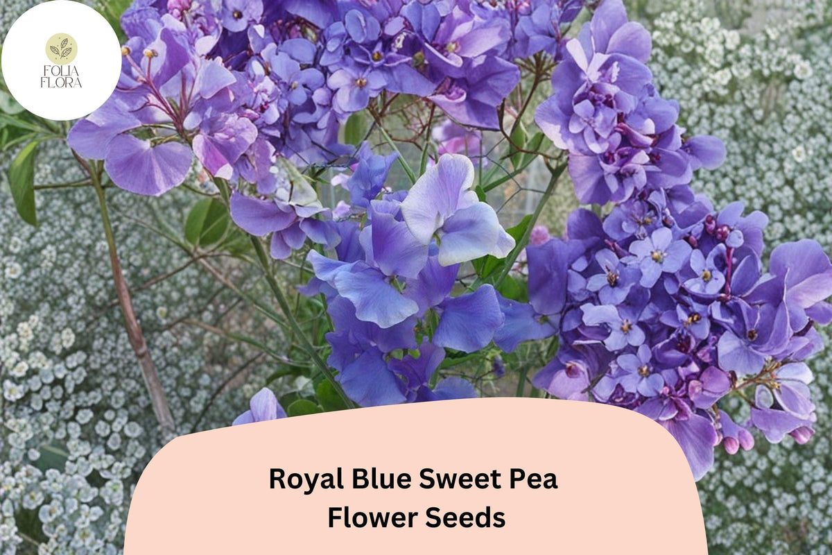 Royal Blue Sweet Pea Seeds | Climbing Vine, Blue Flowers, Fragrant, Lathyrus odoratus, Garden Planting, Cut-Flower, Trellis