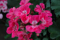 Presto Pink Geranium Seeds – Vibrant Pink Flowers for Garden Beds & Containers – Easy to Grow Pelargonium