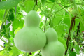 Pear Shape Bottle Gourd Seeds | Non-GMO Heirloom Lagenaria siceraria for Garden, Decoration & Crafting