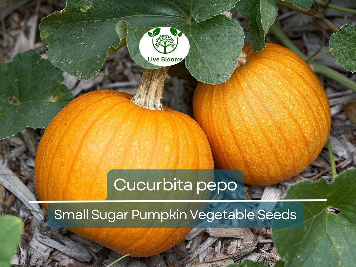 Small Sugar Pumpkin Seeds – Cucurbita pepo, Heirloom, Baking & Decorative Use, 5 Seeds