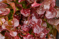 Red Lettuce Seeds | Non-GMO Heirloom Leaf Lettuce | Lactuca sativa | Easy to Grow, Full Sun, 30-45 Days Harvest