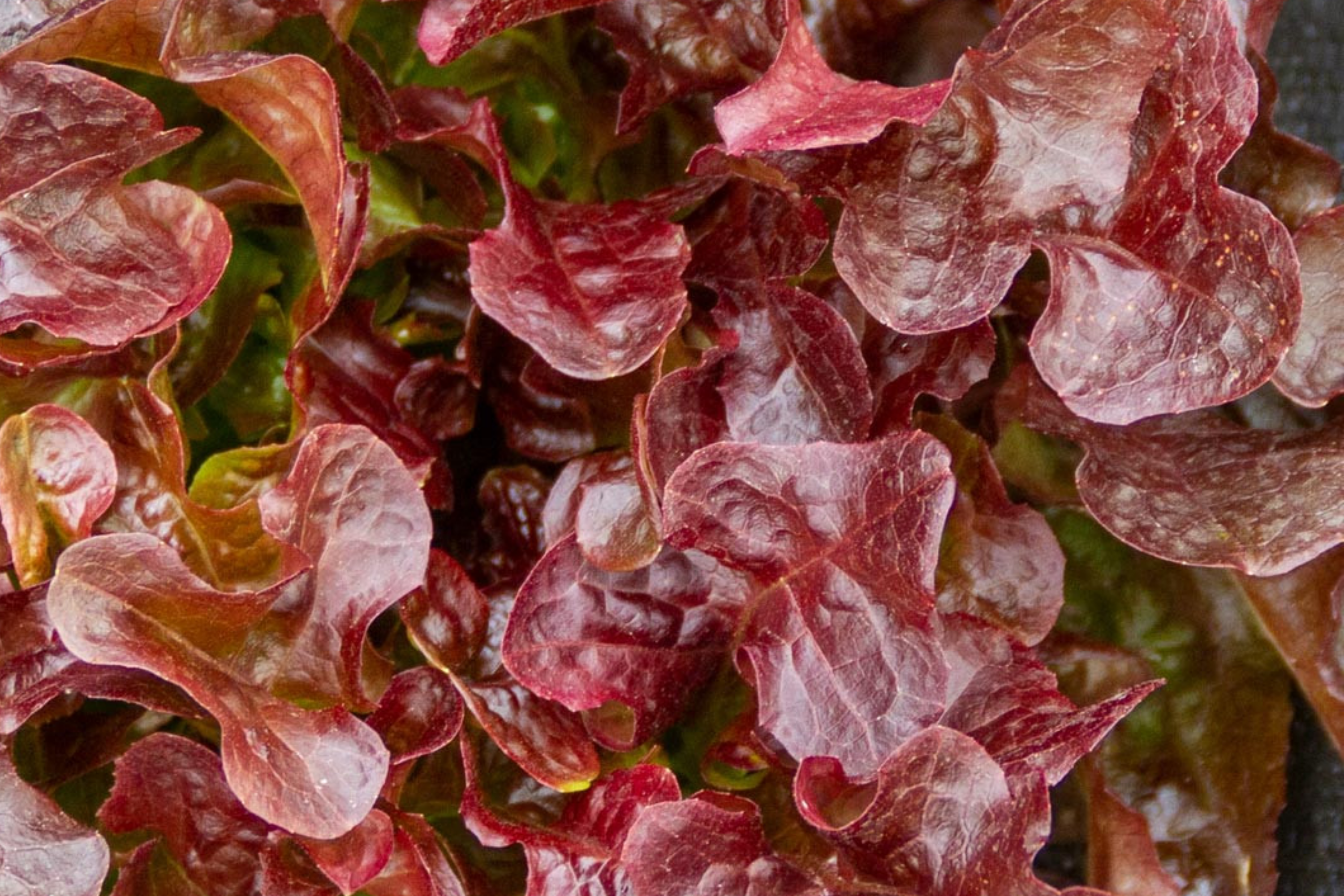 Red Lettuce Seeds | Non-GMO Heirloom Leaf Lettuce | Lactuca sativa | Easy to Grow, Full Sun, 30-45 Days Harvest