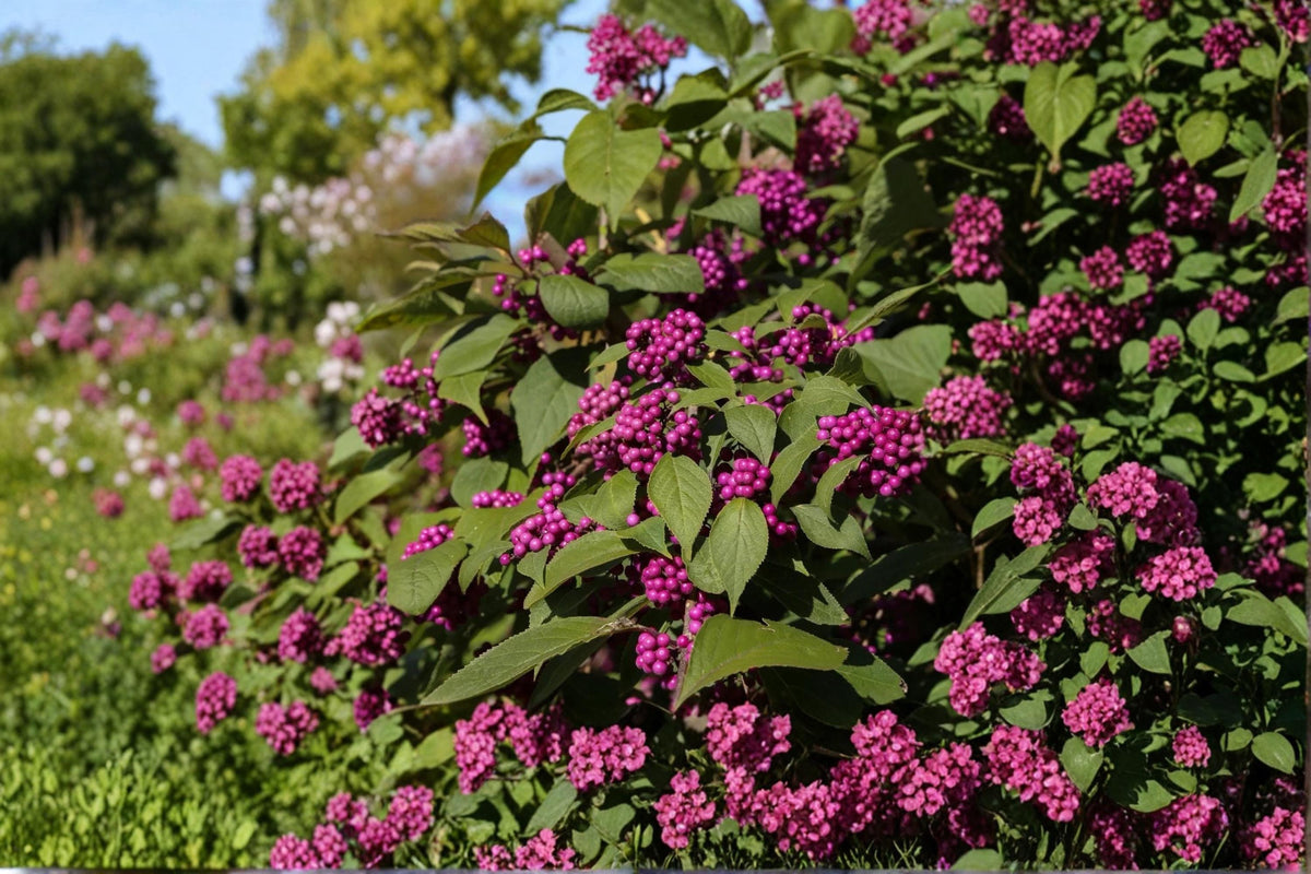 American Beautyberry Shrubs - 2 Live Plants, 12-18 Inches, Purple Berries, Callicarpa americana, Ornamental Deciduous Bush