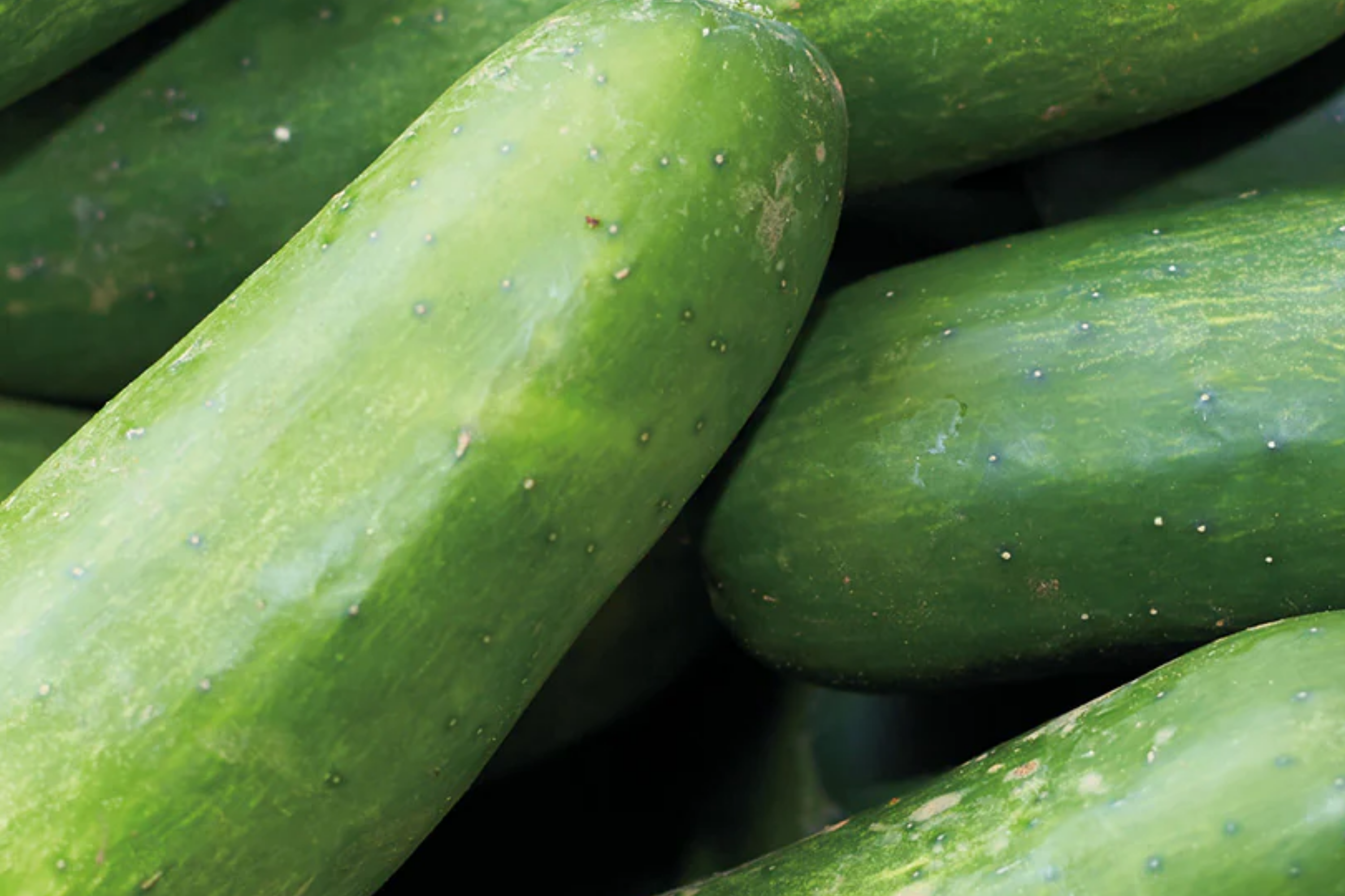 Marketmore Cucumber Seeds Organic NON-GMO Heirloom Vegetable Seeds Cucumis sativus
