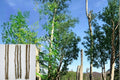 Moringa oleifera Cuttings - 22" Tall Unrooted Drumstick Tree Propagation Plant