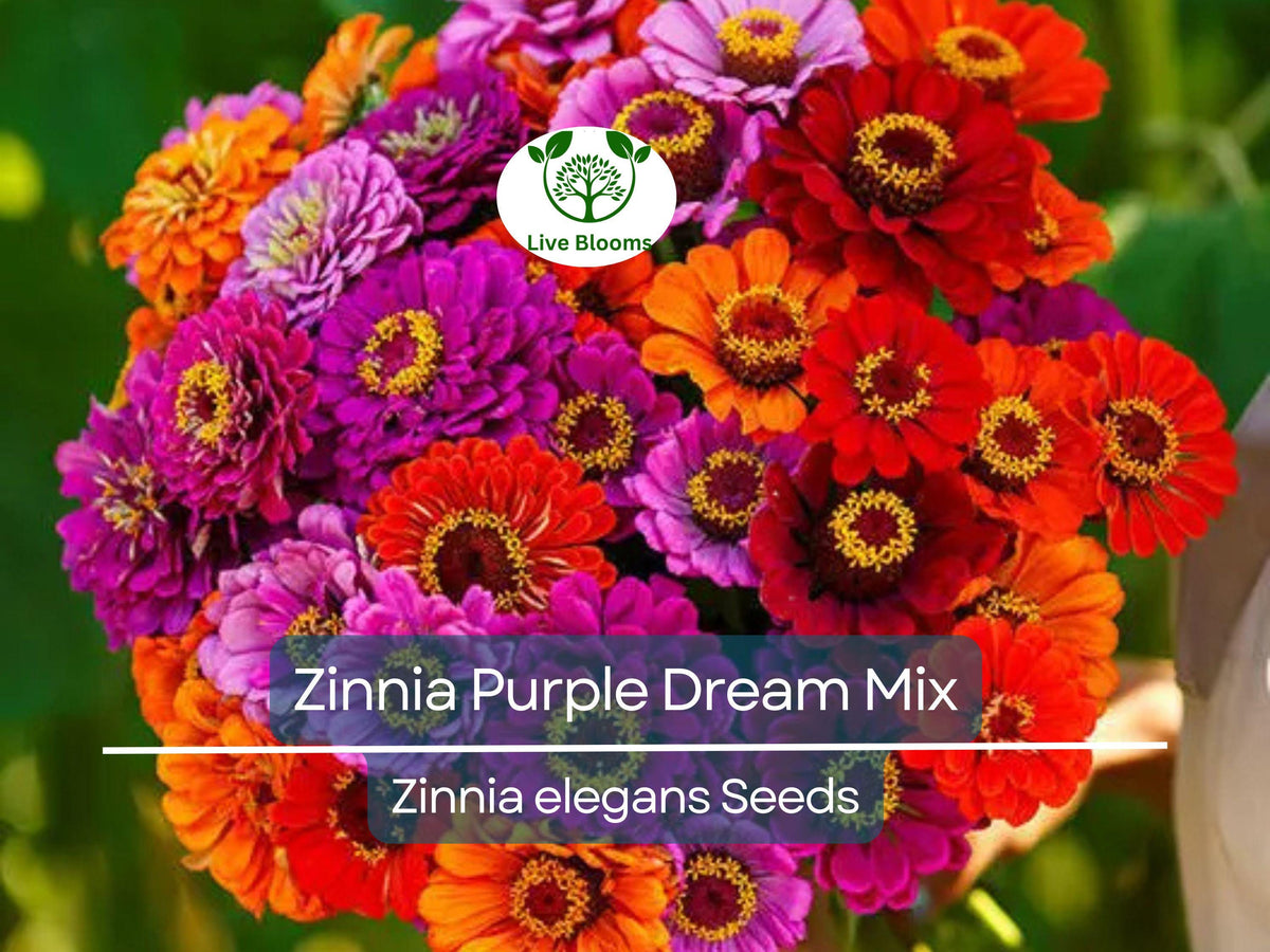 100 Seeds Zinnia elegans Purple Dream Mix - Red Double Blooms, Butterfly & Hummingbird Attractant, Non-GMO, Easy to Grow Garden Flowers