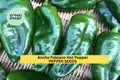 3pcs Ancho Poblano Hot Pepper Seeds – Mild Chili Peppers for Roasting & Drying – Capsicum annuum, Mexican Cuisine, Full Sun