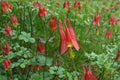 American Red Columbine Seeds – Aquilegia canadensis – Native Wildflower with Red & Yellow Blooms, Pollinator-Friendly, 100 Seeds