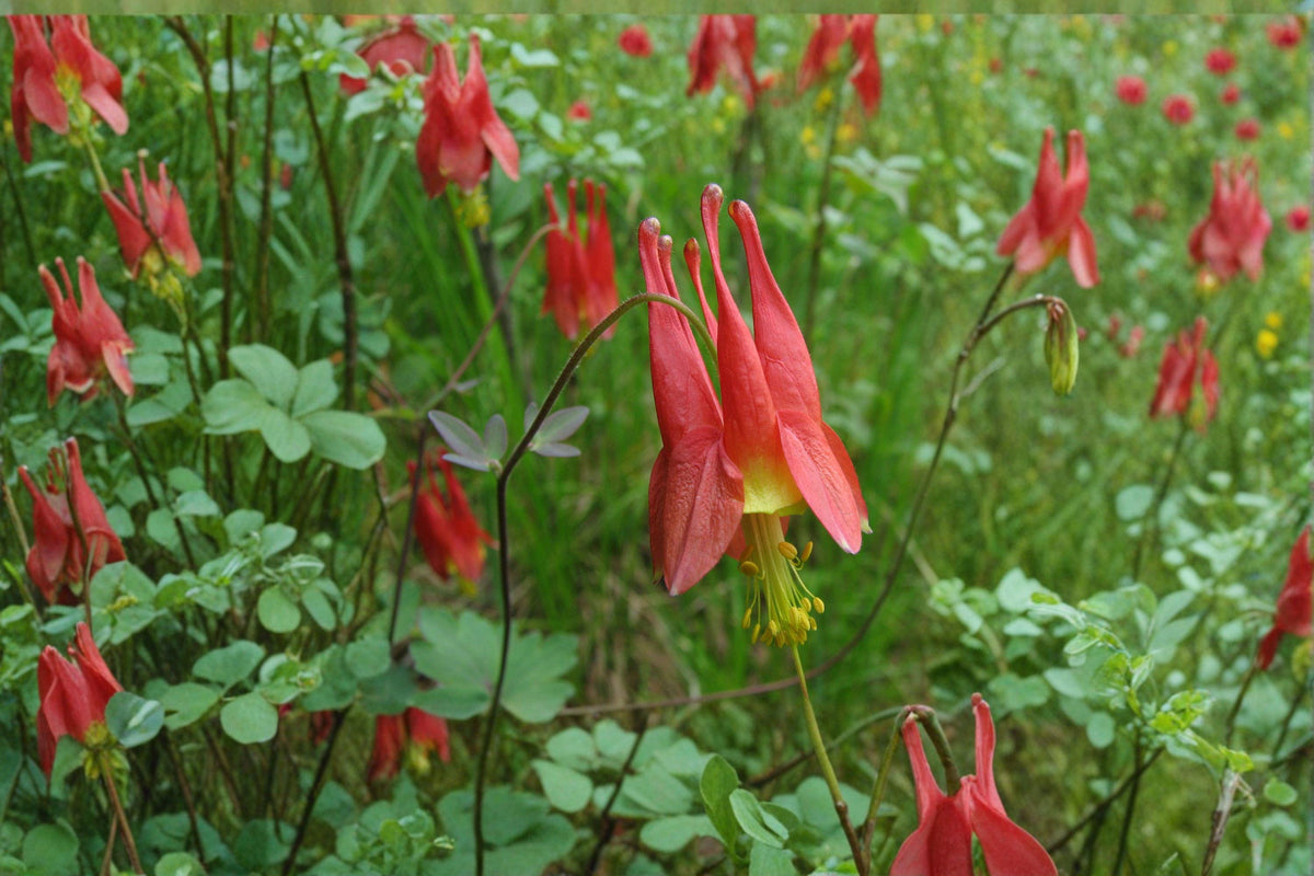 American Red Columbine Seeds – Aquilegia canadensis – Native Wildflower with Red & Yellow Blooms, Pollinator-Friendly, 100 Seeds
