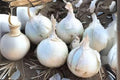 Blanco Duro Onion Seeds – Heirloom White Allium Cepa for Home Garden, Cooking & Storage, 250 mg