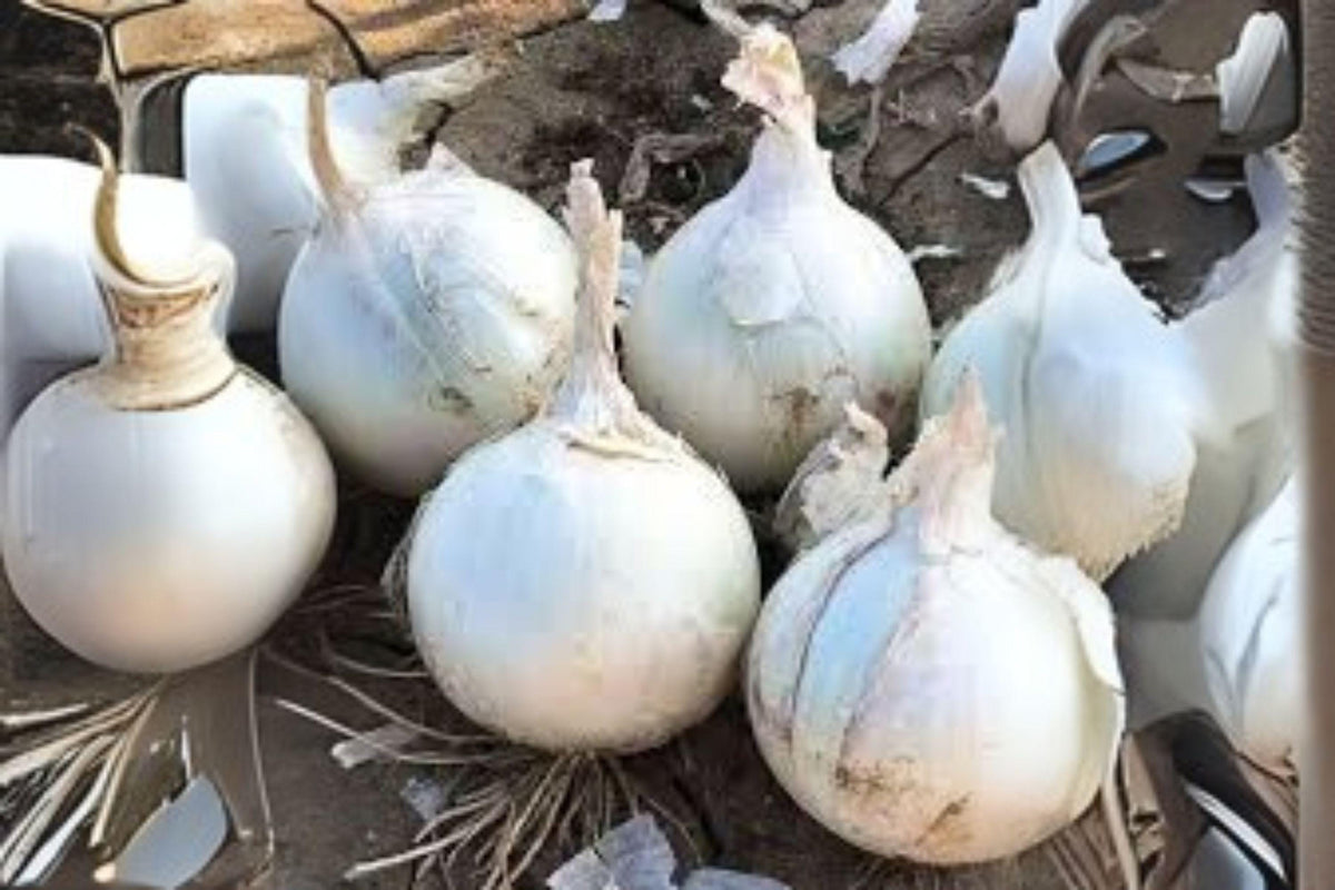 Blanco Duro Onion Seeds – Heirloom White Allium Cepa for Home Garden, Cooking & Storage, 250 mg