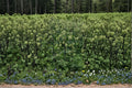 Angelica atropurpurea Seeds – Native Medicinal Herb, Tall Pollinator Plant, 50 Seeds for Wildflower Gardens & Natural Landscapes