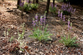 Showy Locoweed Seeds – Native Prairie Wildflower with Purple Blooms – Drought-Tolerant Perennial – Oxytropis lambertii, 25 Seeds