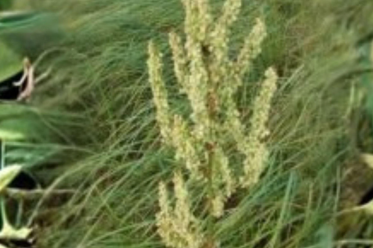 Rumex orbiculatus Water Dock Seeds – Wetland Plant for Ponds, Marshes & Rain Gardens, Native North American Perennial